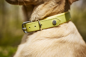 AMICI - Stilvolles Nappa-Halsband für modebewusste Hundefreunde Lemon