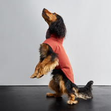 Laden Sie das Bild in den Galerie-Viewer, Cloud7 Hundemantel Brooklyn Rust