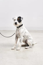 Laden Sie das Bild in den Galerie-Viewer, MiaCara Hundehalsband Palermo