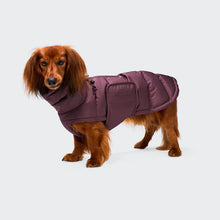 Laden Sie das Bild in den Galerie-Viewer, Cloud7 Hundemantel Dackel Alaska Dark Aubergine