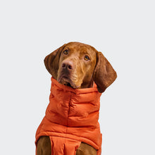 Laden Sie das Bild in den Galerie-Viewer, Cloud7 Hundemantel Alaska Seersucker Orange