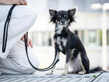 Laden Sie das Bild in den Galerie-Viewer, Halsband &quot;Klassik Soft&quot; Mini schwarz