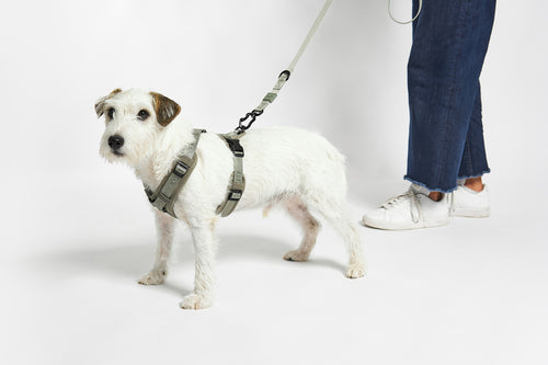 MiaCara Hundegeschirr Modena Grolive