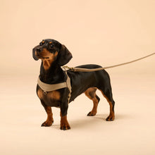 Laden Sie das Bild in den Galerie-Viewer, Step-In Leder Geschirr Pico für kleine Hunde beige