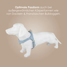 Laden Sie das Bild in den Galerie-Viewer, Step-In Leder Geschirr Pico für kleine Hunde hellblau