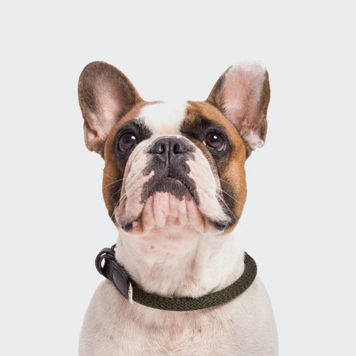 Cloud7 Hundehalsband Mauerpark Olive
