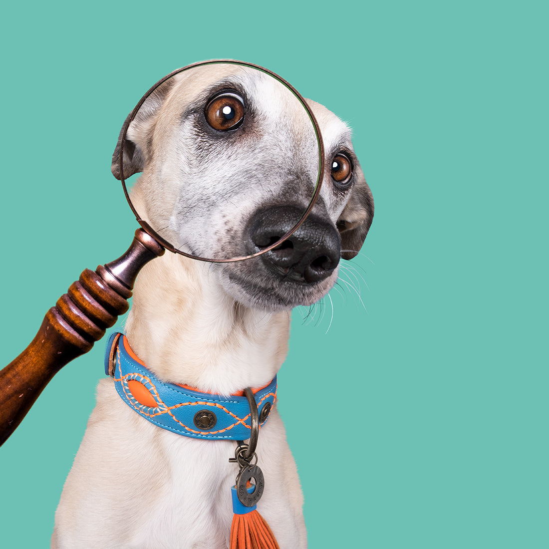 DWAM Hundehalsband Jones Blaues  Feine Pfote