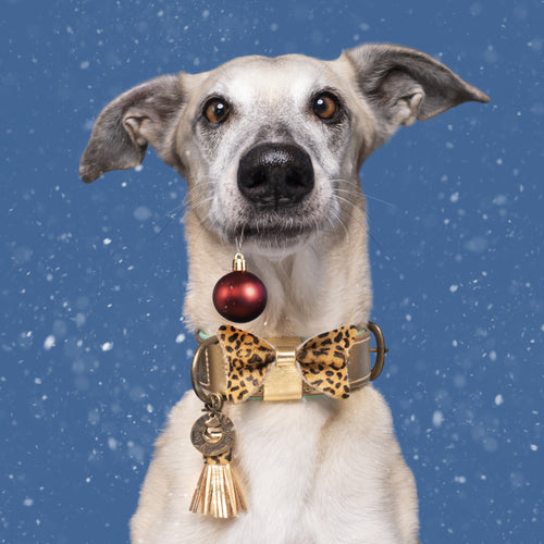 Hundehalsband Bling