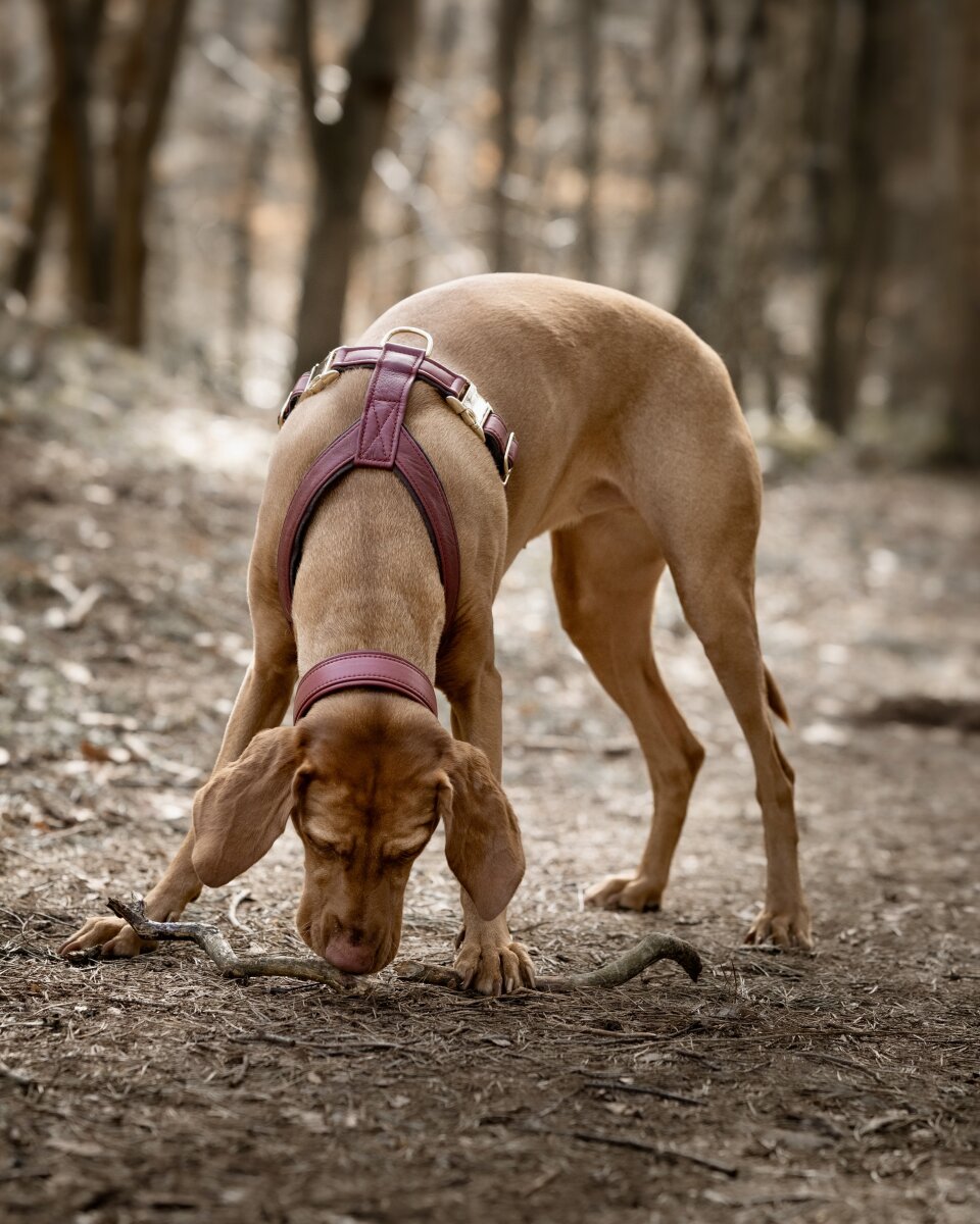 Leder-Hundegeschirr Burgundy – Feine Pfote