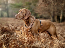 Laden Sie das Bild in den Galerie-Viewer, Leder-Hundegeschirr cognac