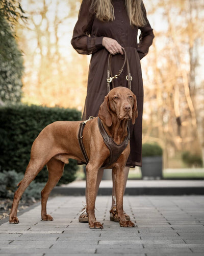 Leder-Hundegeschirr Old English dunkelbraun