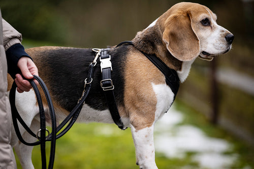 Leder-Hundegeschirr schwarz