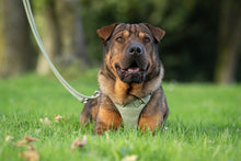 Laden Sie das Bild in den Galerie-Viewer, Leder Hundegeschirr Soft lindgrün