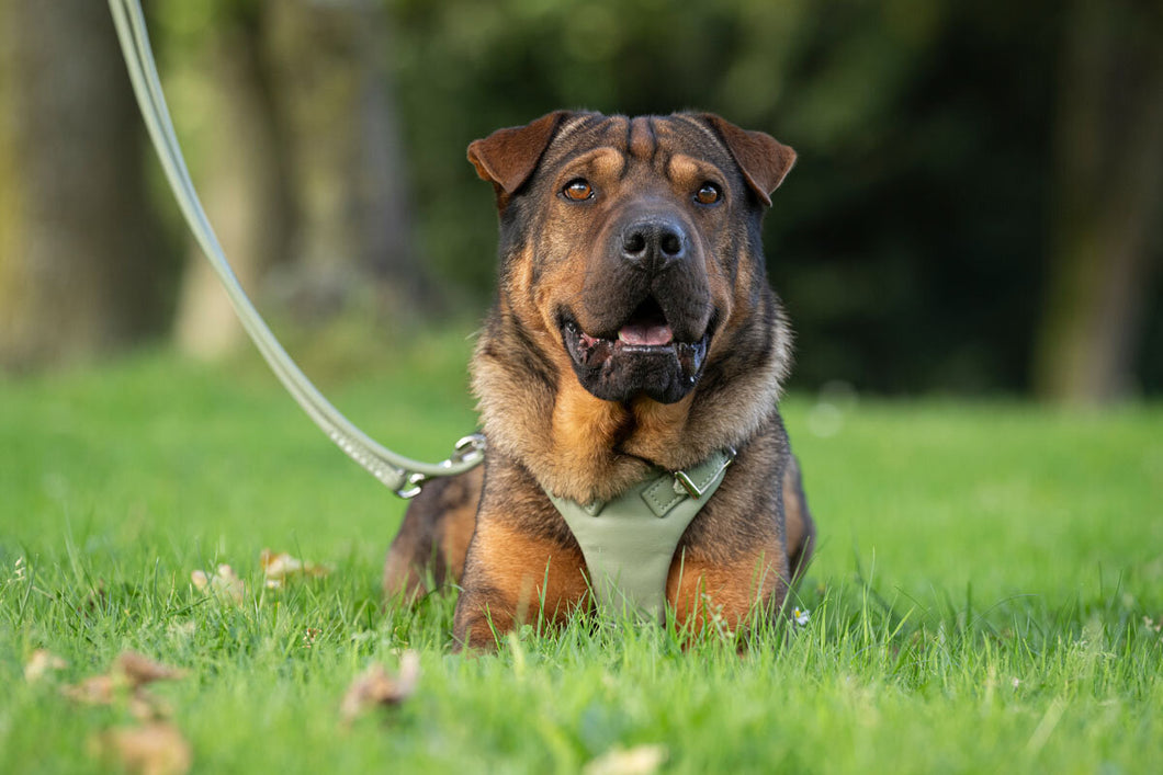 Leder Hundegeschirr Soft lindgrün