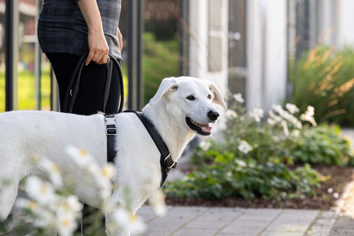 Leder Hundegeschirr Soft schwarz – Feine Pfote