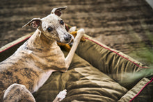 Laden Sie das Bild in den Galerie-Viewer, CLASSIC Hundebett - OXFORD Olive