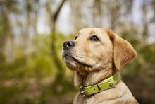 Laden Sie das Bild in den Galerie-Viewer, AMICI - Stilvolles Nappa-Halsband für modebewusste Hundefreunde Lemon