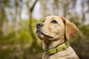 AMICI - Stilvolles Nappa-Halsband für modebewusste Hundefreunde Lemon