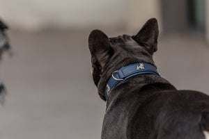 Halsband Französische Bulldogge