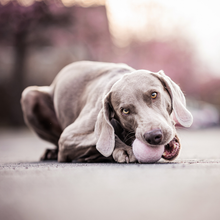 Laden Sie das Bild in den Galerie-Viewer, Wollball &quot;Amy&quot; | Pink Berry