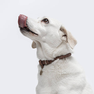 Cloud7 Hundehalsband Ravello Hazel
