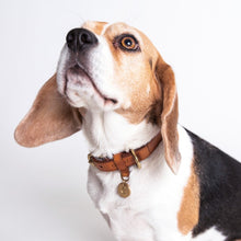 Laden Sie das Bild in den Galerie-Viewer, Cloud7 Halsband Hyde Park Cognac