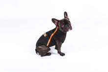 Laden Sie das Bild in den Galerie-Viewer, Winddichter Sweater &quot;Sunny&quot;